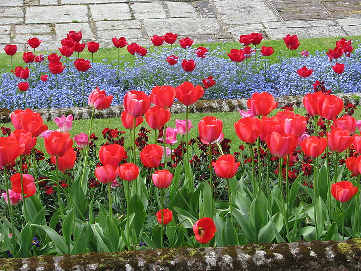 bloem, Tulip, flowerbed