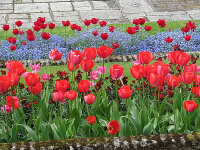 fiore, tulipano, aiuola