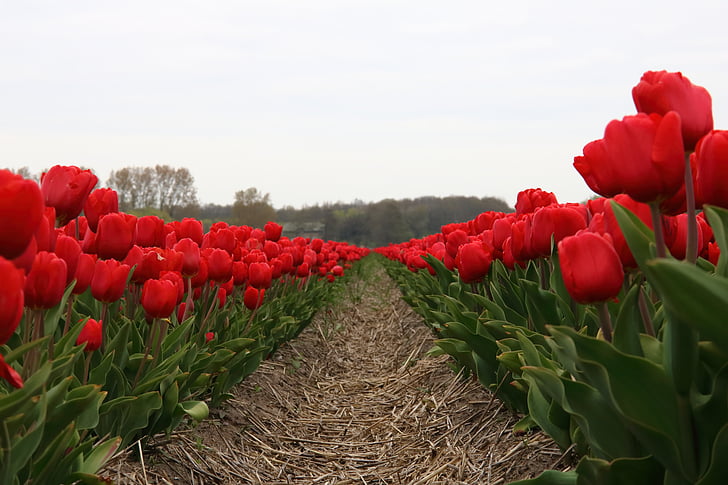 tulip field, red, netherlands, nature, spring, colorful, flowers