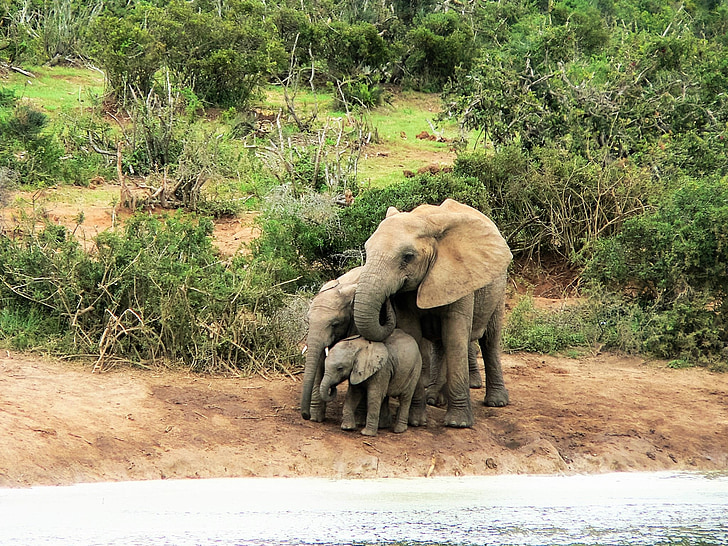 elefante, agua, África, Río
