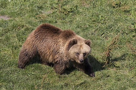 animales, oso de, naturaleza, marrón