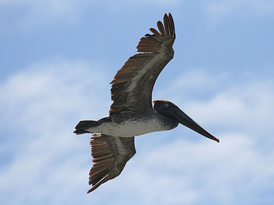 Pelican, pássaro, natureza, Huntington, praia, Califórnia, do Pacífico