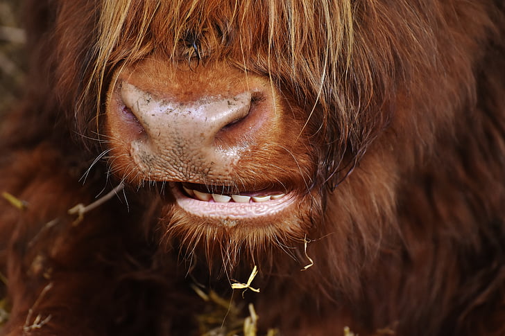 highland beef, head, chew, farm animal, snout, good aiderbichl, one animal