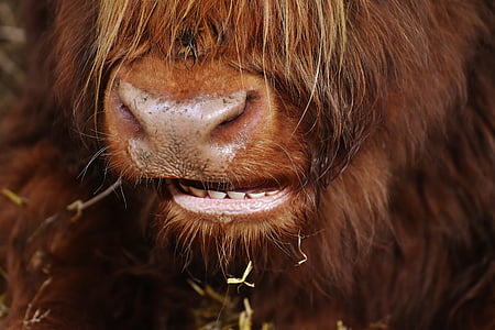 ハイランド牛, 頭, かむ, 農場の動物, 鼻, 良い aiderbichl, 1 つの動物