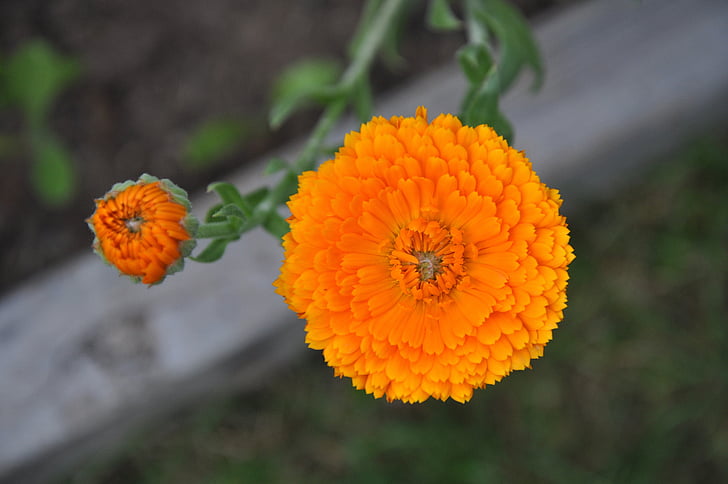 flower, marigold garden, orange, macro, plant, garden, flowers