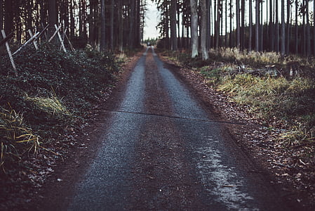 forest, path, road, roadway, street, trail, woods