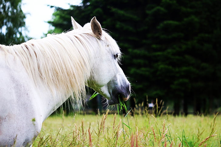 horse, mold, pasture, grass, mane, thoroughbred arabian, stallion browsing