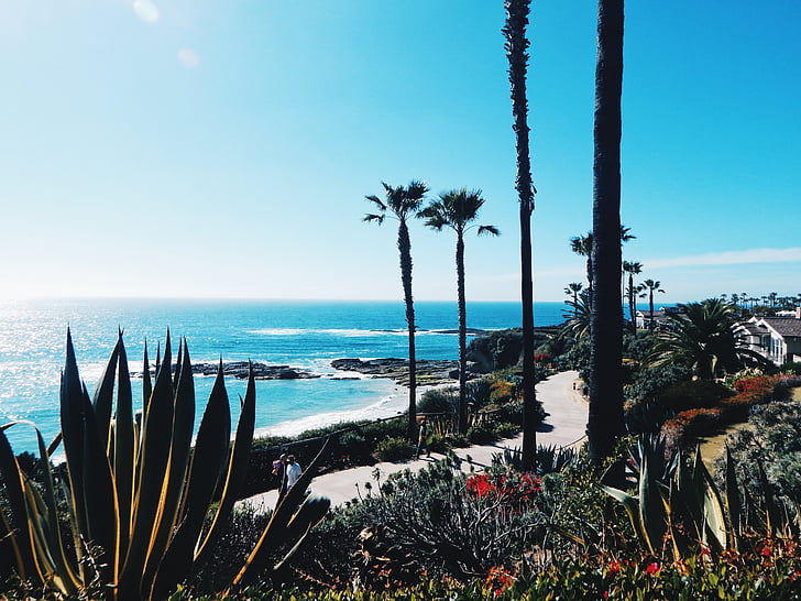 agave, beach, cactus, california, daylight, island, landscape
