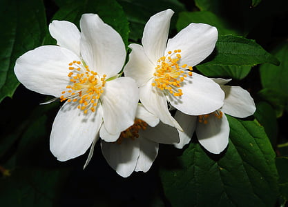 bauer jasmin, jasmin, bush, flowers, white, filigree, blossomed