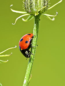ladybug, beetle, insect, nature, animal, plant, macro