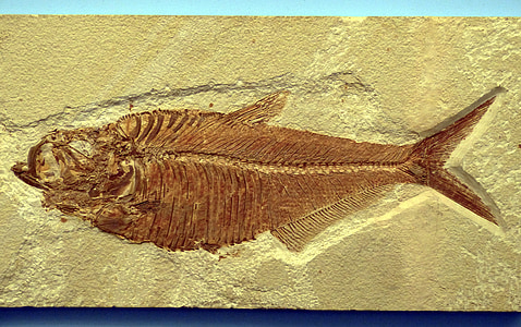 fisk, Reprint, fossiler, historiskt sett, skelettet, kalksten, förhistoriska