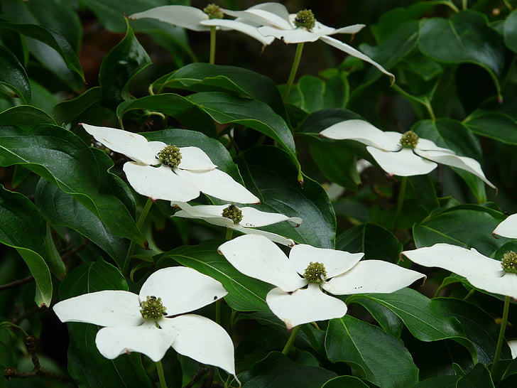 Asijské dogwood květy, Dogwood květy, Svída, Cornus kousa, Svída skleníkových, závod, květ