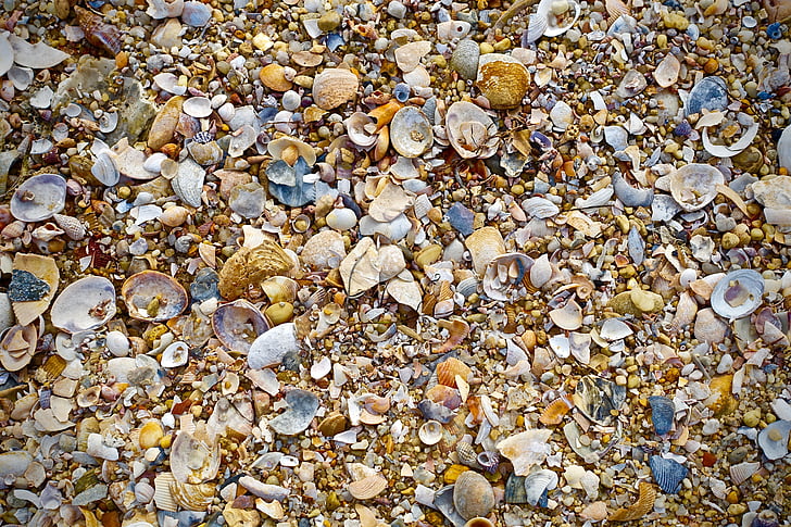 cáscaras de, Playa, arena, escena de playa, conchas de mar, conchas marinas, guijarro