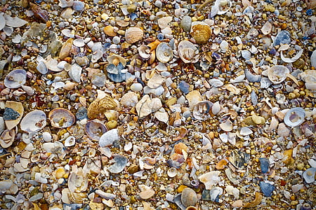 skjell, stranden, sand, strand scene, muslinger, Seashells, småstein