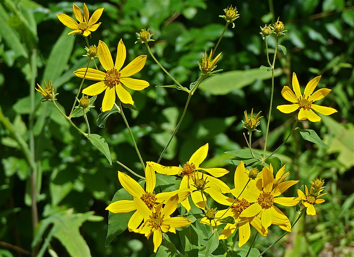 gelbe composite, gelb, Gelbes Gänseblümchen, Wildblumen, Sommer, Blüte, Knospe