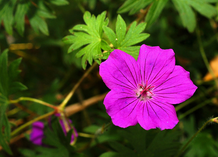Geranio de los Pirineos, flor, flor, floración, púrpura, naturaleza, planta