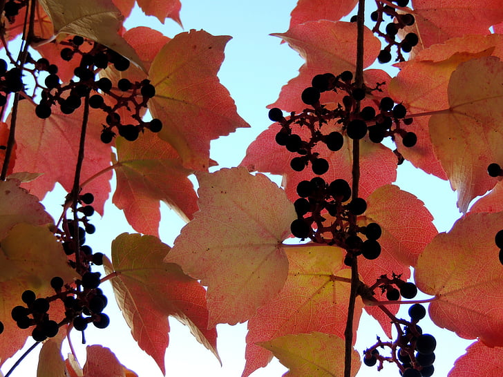 Ivy, jeseň, červenkastá, listy