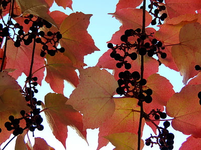 bršljan, jeseni, rdečkasto, listi