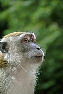 animal, close-up, macaco, Perfil, animal selvagem, mamífero, vida selvagem