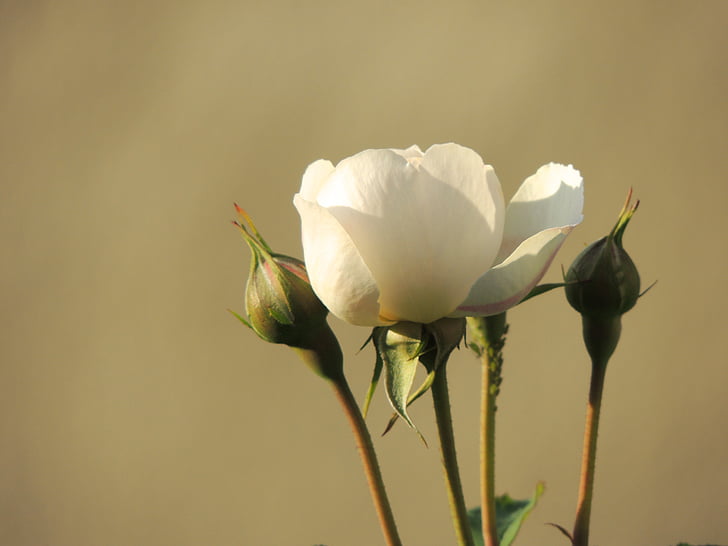 Hoa hồng, trắng, Blossom, nở hoa, Bud, Hoa, Thiên nhiên