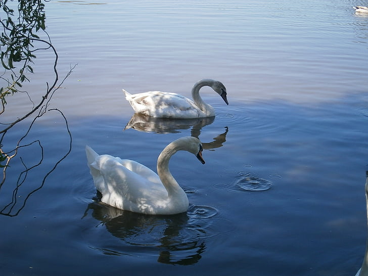Swan, rybník, biela, modrá, labute, Vodné vták, pár