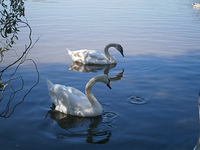 Swan, dammen, vit, blå, svanar, vatten fågel, par
