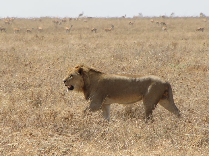 Lev, beží, zvieratá, pozadie, Poľovníctvo, Tanzánia