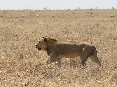 Löwe, läuft, Tiere, Hintergrund, Jagd, Tansania