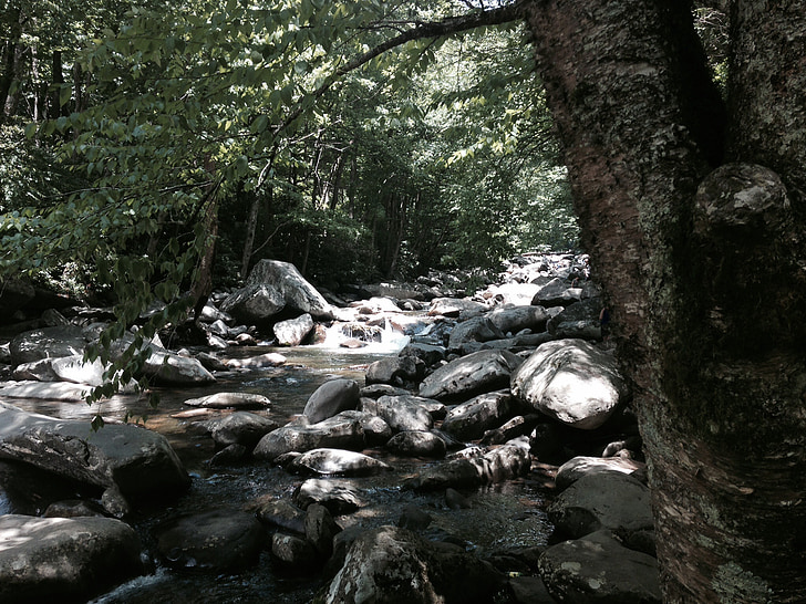Stream, wandeling, buitenshuis, Creek, berg, bos, water
