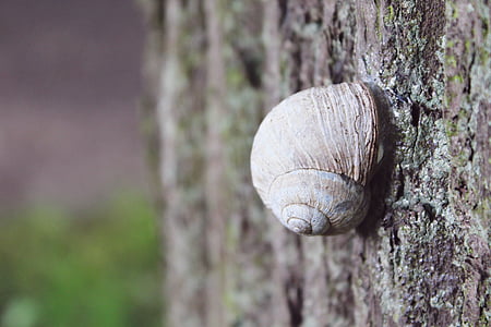 snail, tree, reptile, shell, nature, mollusk, animal