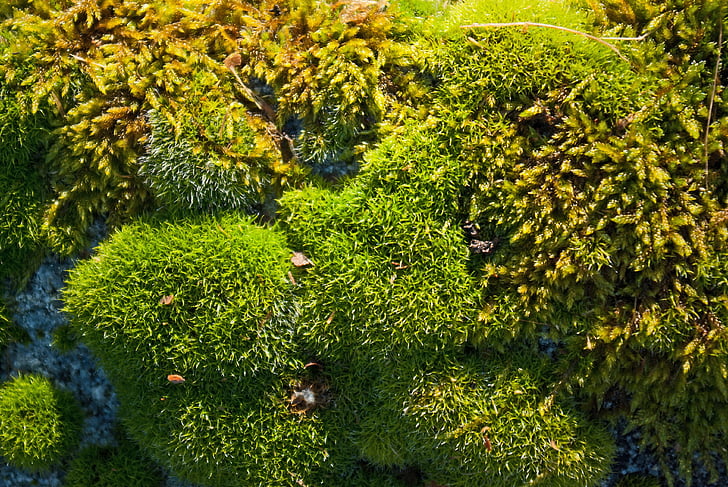 lichen, moss, nature, plant, outdoor, green, fresh