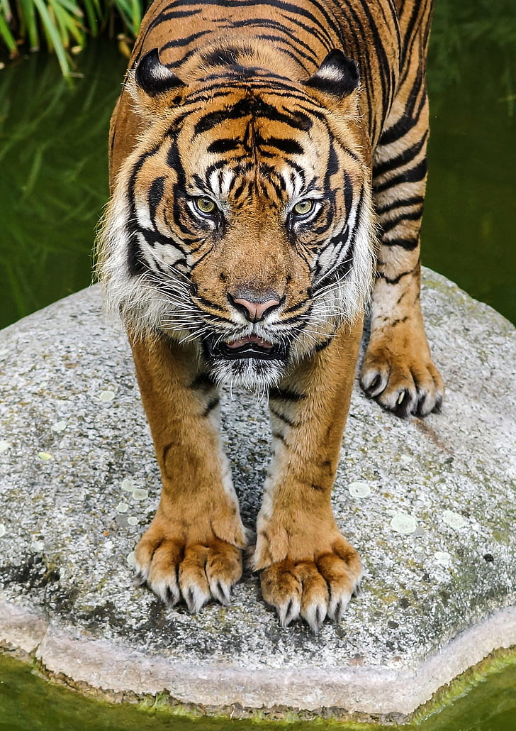 Tigre, modo de exibição, gato, relógio, predador, fechar, jardim zoológico