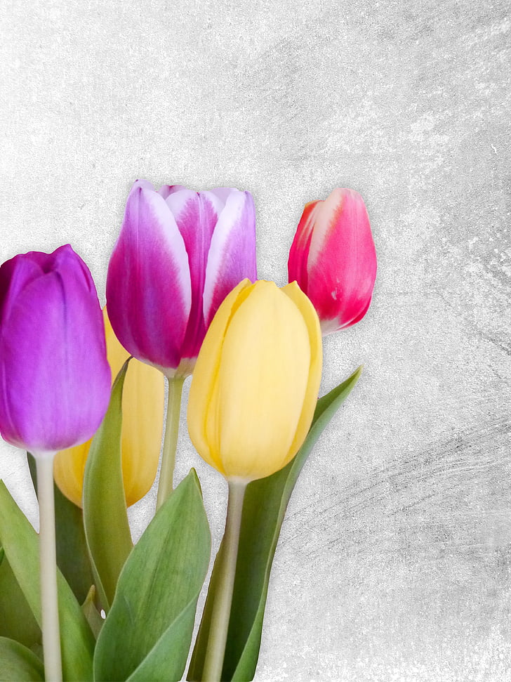 tulipány, jaro, barevné, květiny, Příroda, Jarní květina, schnittblume