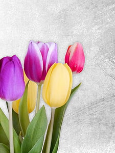 Tulipaner, forår, farverige, blomster, natur, forårsblomst, schnittblume
