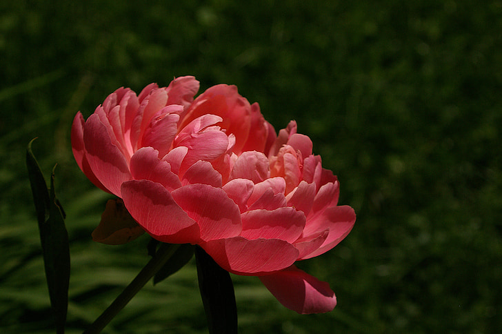 peonía, flor, flor de primavera, flor, planta perenne, rosa, The Pink peony