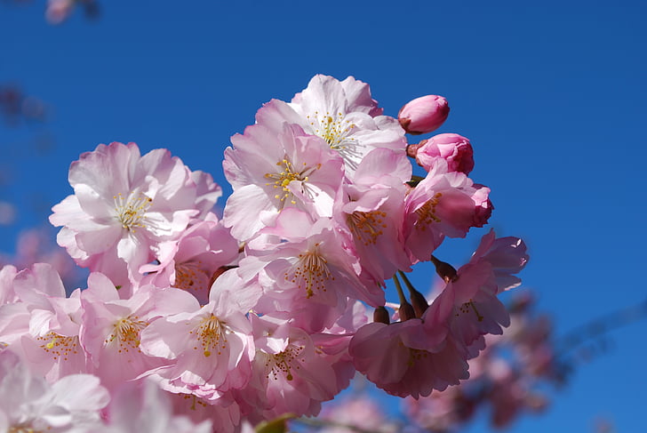 Cherry, lente, bloemen, roze, kersenbloesem bekijken, april, mooie