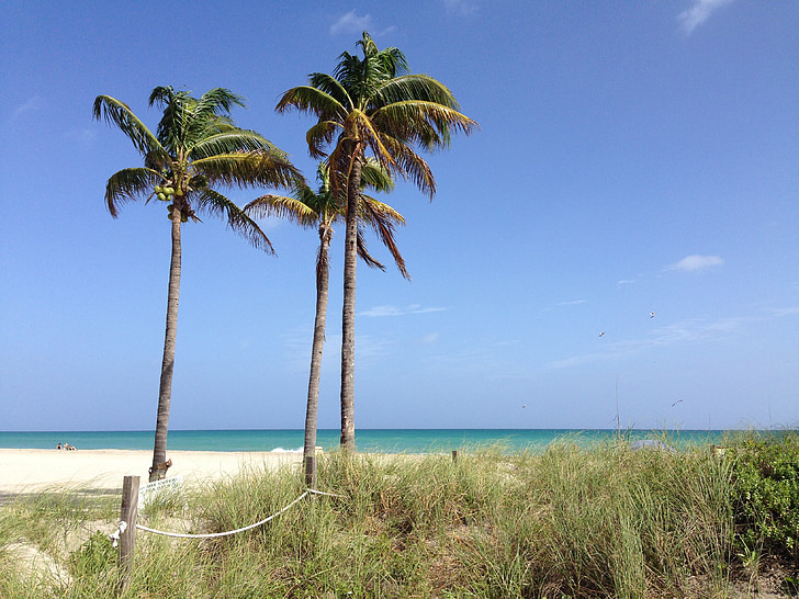 hollywood beach, florida, palm, ocean, sand, beach, sky