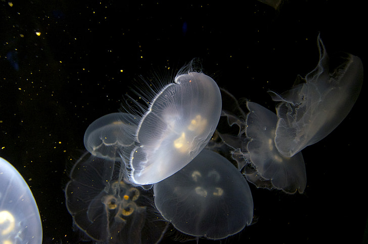 jellyfish, aquarium, underwater, peaceful, sea life, jellies