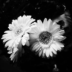 สวยงาม, สีดำ และขาว, บาน, เบ่งบาน, ดอก, ช่อดอกไม้, อย่างใกล้ชิด