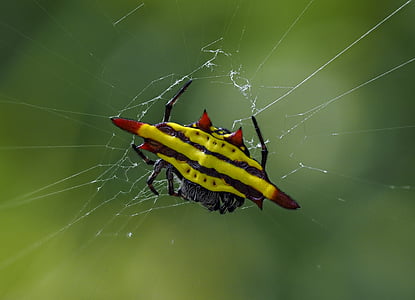 örümcek, oyun, Hanoi
