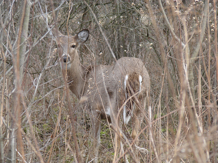 deer, wood, white tailed, animal, nature, curious, spring