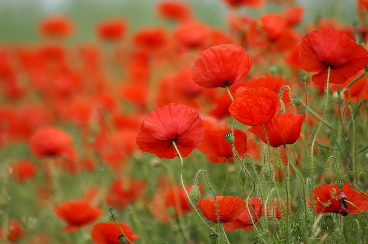 poppy, field of poppies, france, nature, flowers, field, red