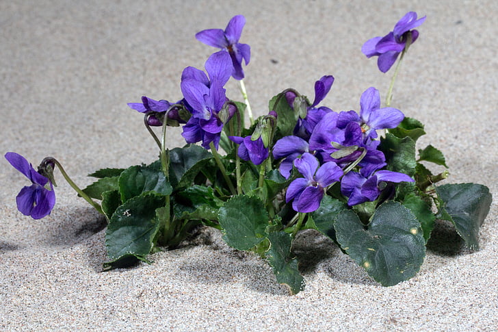 Violet, kwiat, Bloom, wiosna, Wald violet