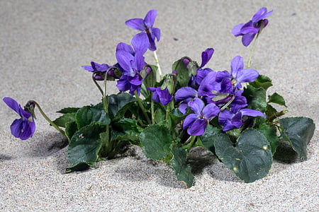 violeta, flor, floración, primavera, violeta de Wald
