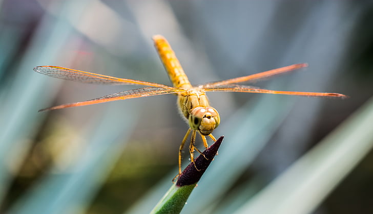 Dragonfly, insektov, živali, blizu, krilo, hitina