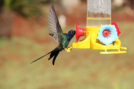 hummingbird, colibri, bird, fauna, beija flor, nature, animal