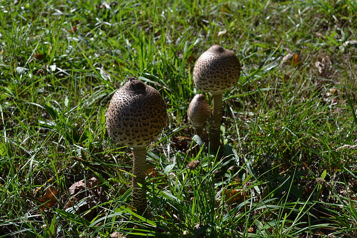 mushrooms, summer, nature