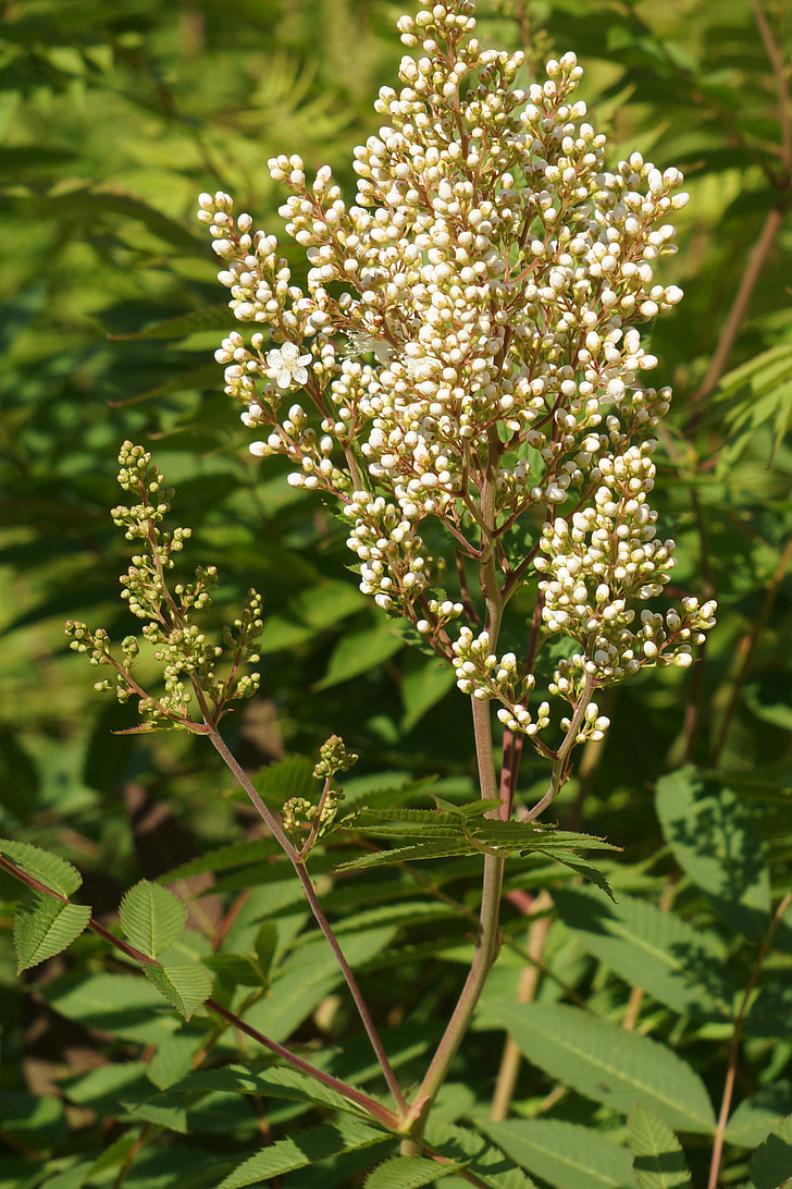 rowan-angervo se vztahuje, Tavolníkovec sorbifolia, květenství bud, bílá