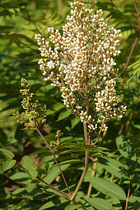 đề cập rowan-angervo, thì sorbifolia, cụm hoa nụ, trắng