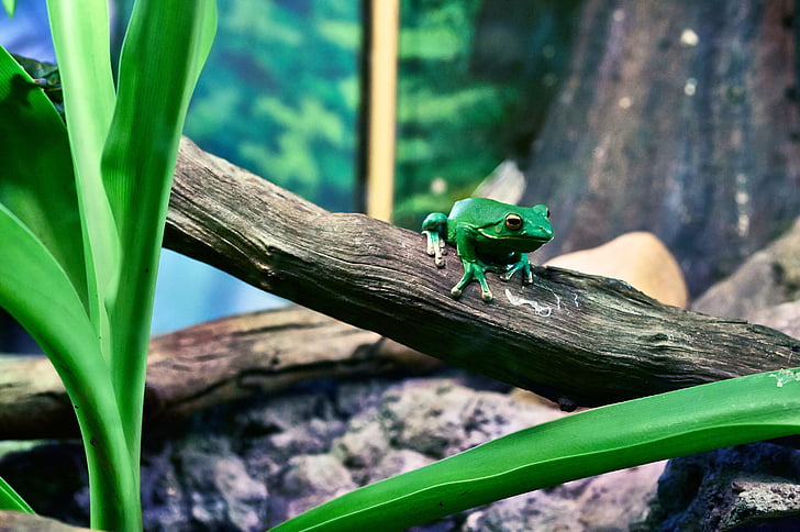 амфибия, животните, жаба, зелено дърво жаба, природата, дървен материал, животните теми